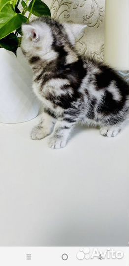 Кошка скотиш страйт
