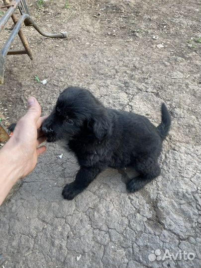 Собаки щенки бесплатно