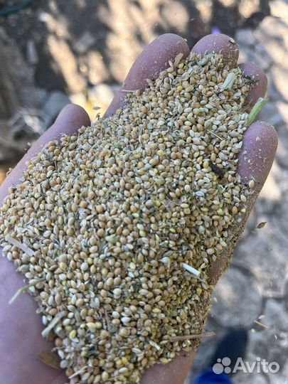 Проссо вторые сорта