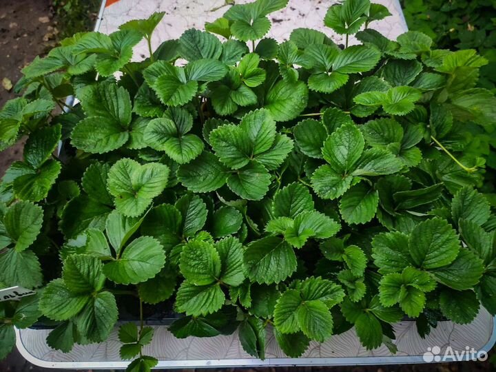 Рассада клубники Мальвина