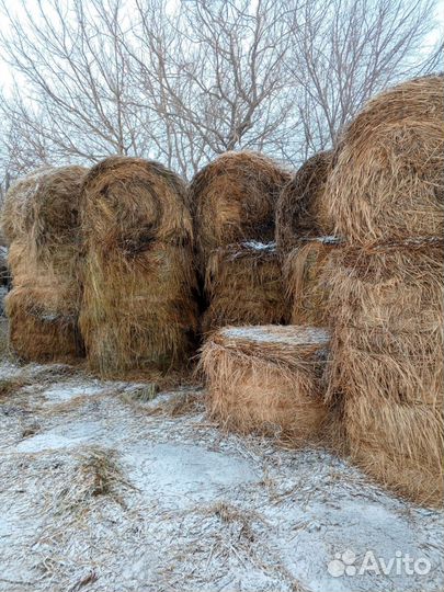 Продам сено в рулонах, 3 центнера