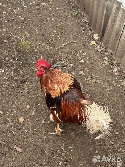 Куры петухи
