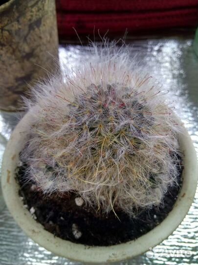 Кактус и кактусята