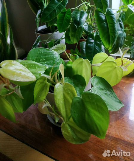 Филодендрон Сканденс Ауреум