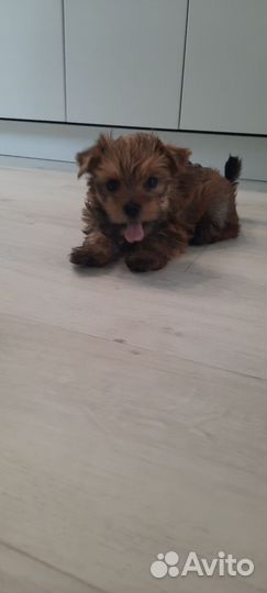 Йоркширский терьер щенки