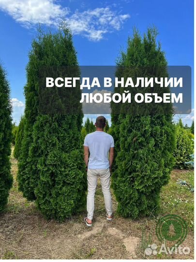 Туя брабант в наличии