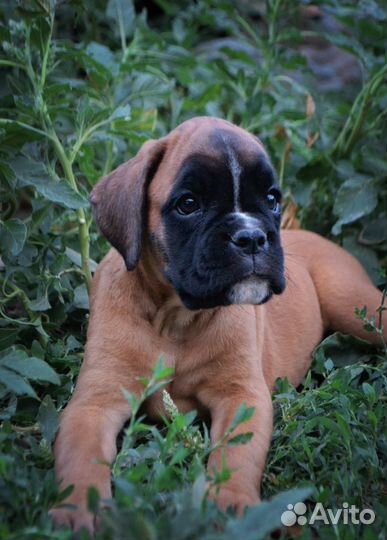 Боксер ражая девочка