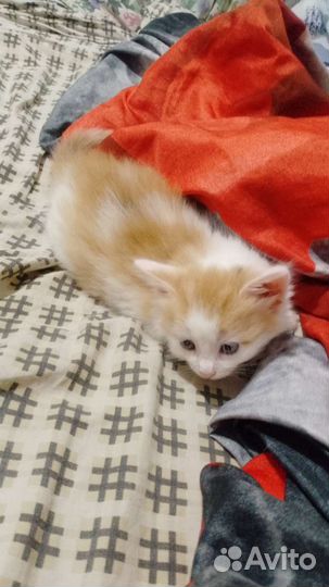 Кошка в дар бесплатно