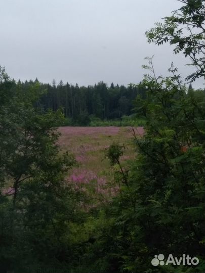 Травяной чай.Шиповник,зверобой, Иван чай