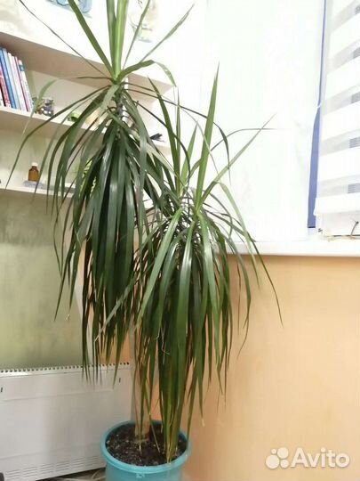 Пальма драцена