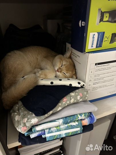 Кошка Британская золотая шиншилла