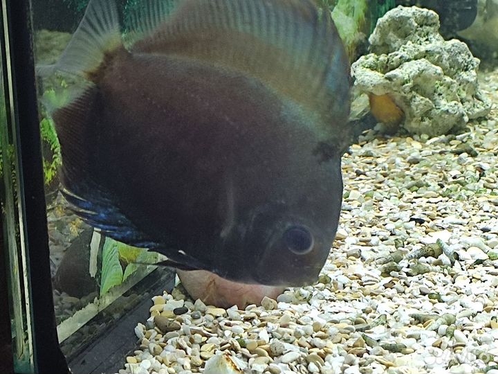 Аквариумные рыбки