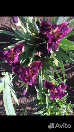 Ирисы Сибирский и карликовые, астильба, монарда