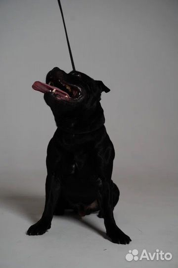 Стаффордширский Бультерьер вязка