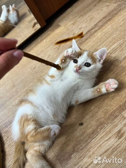 Котенок мальчик