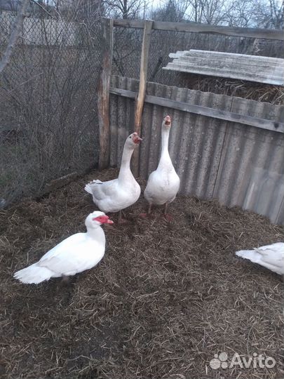Утки гуси