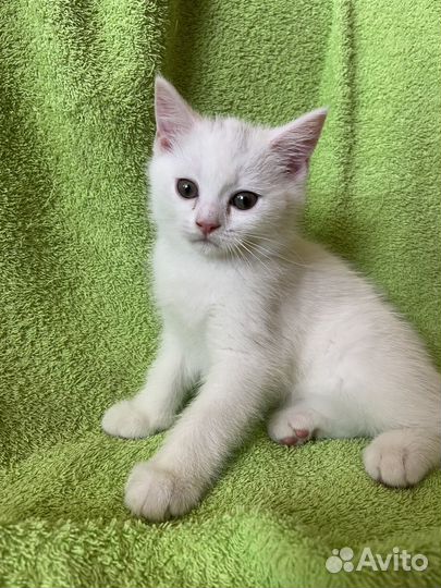 Шотландский котенок (мальчик)