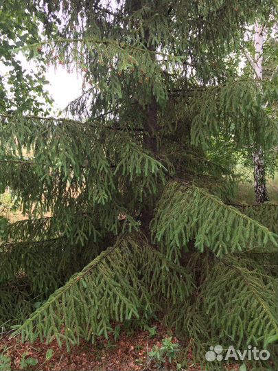 Саженцы ели