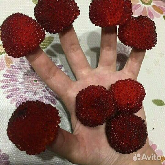 Малина Норвежская