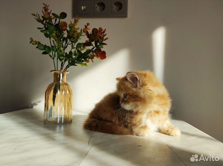 Шотландская красная мраморная девица