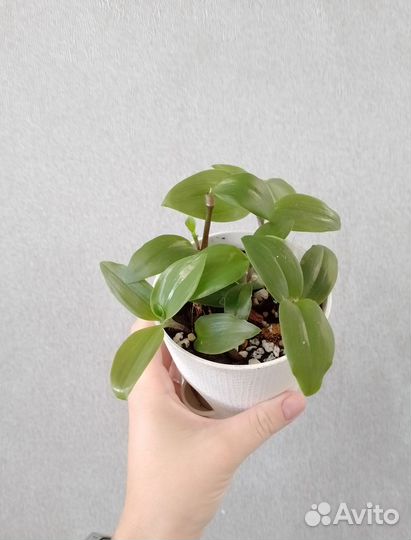 Комнатные цветы разные от