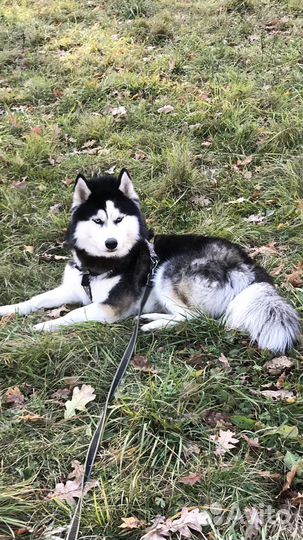 Вязка кобель Сибирский Хаски