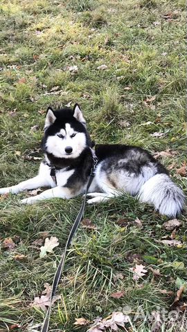 Вязка кобель Сибирский Хаски