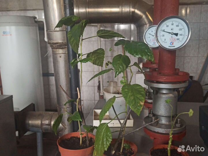 Гибискус,герань,хлорофитум