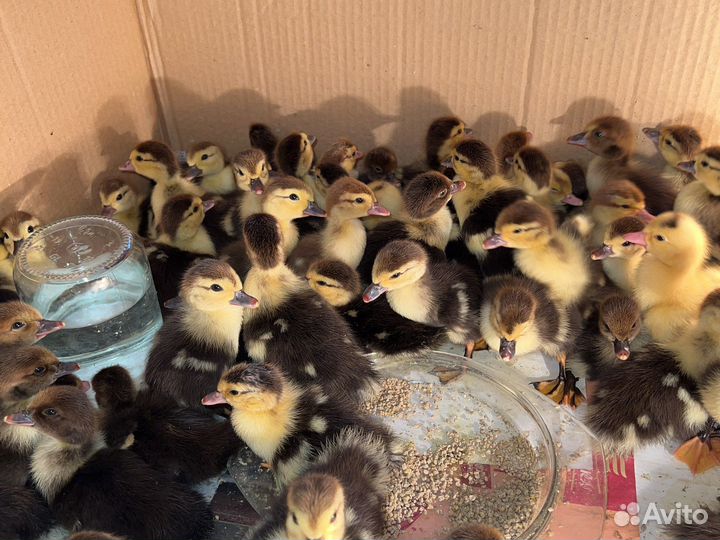 Утята мускусной утки (индоутка)