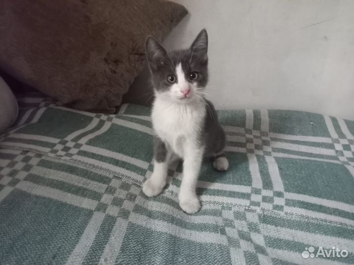 Котята