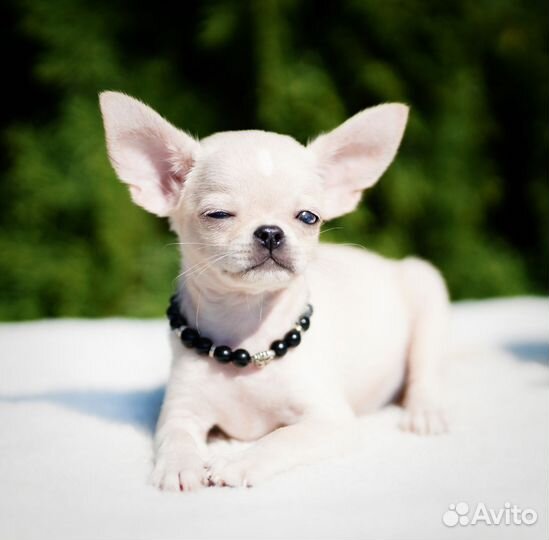 Щенки Чихуахуа РКФ