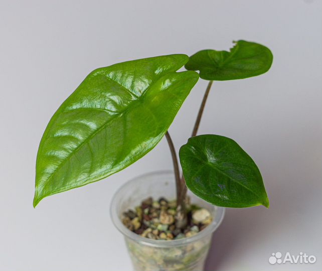 Алоказия хетерофилла коразон