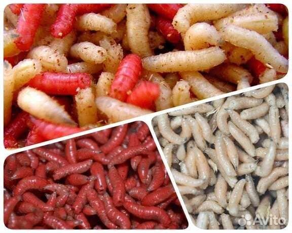 Мотыль кормовой, черви, опарыш