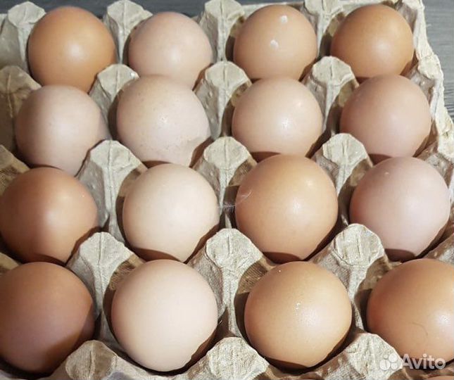 Яйцо куриное оптом