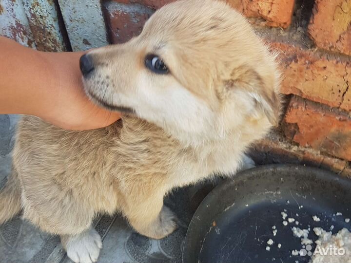 Маленькая собака