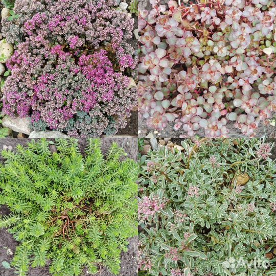 Многолетние садовые цветы колеусы, очитки живучка