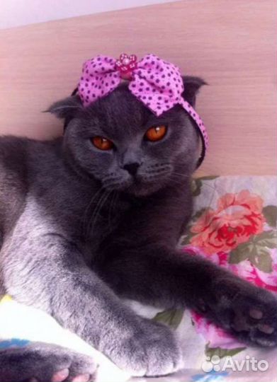 Передержка кошек