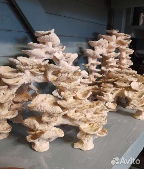 Кораллы, аквариум, интерьер