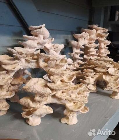 Кораллы, аквариум, интерьер