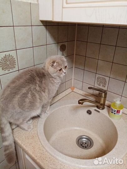 Вязка с шотландским котом