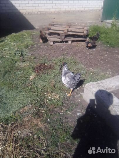 Куры и петухи