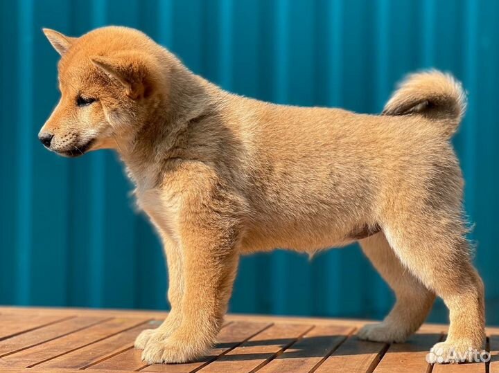 Сиба ину. девочки