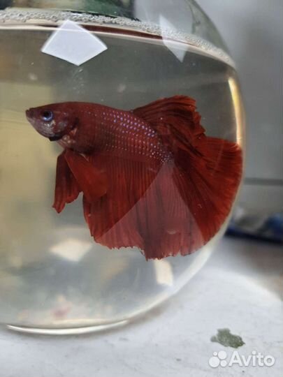 Рыбка петушок