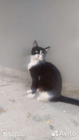 Котики братья