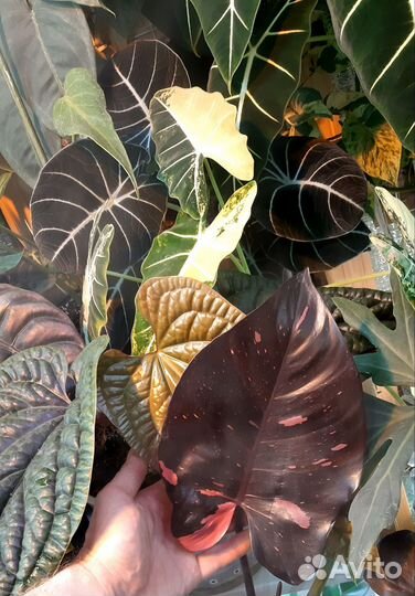 Домашнии экзотические растания