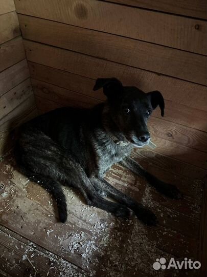 Собака из приюта помогите найти дом пожалуйста