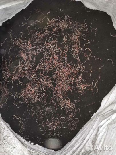 Биогумус экстра класса