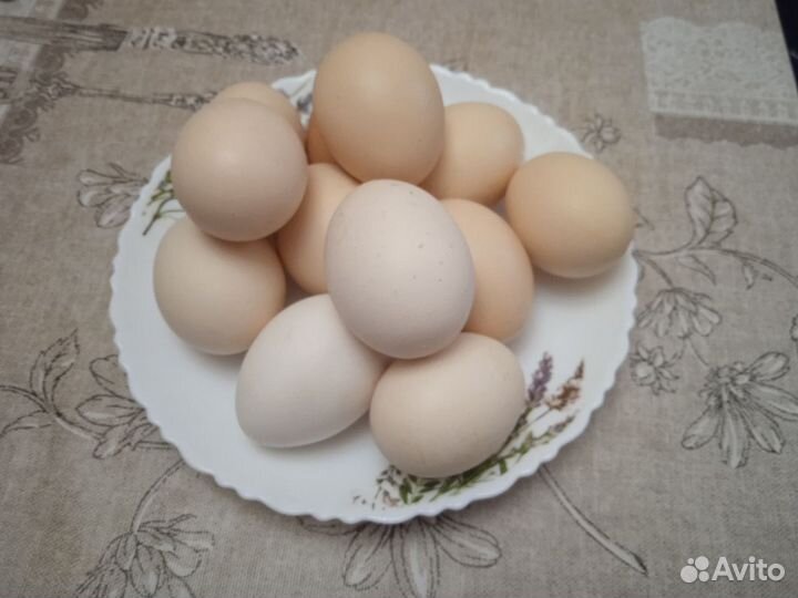 Домашние куриные яйца и индюшиные