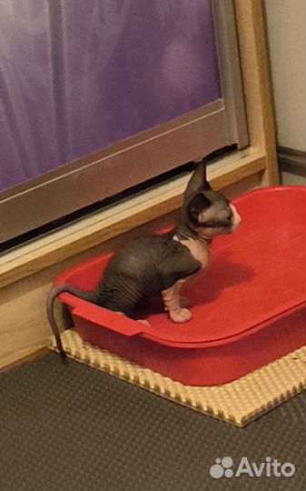 Канадский сфинкс котенок