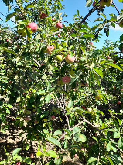 Участок 12 сот. (ИЖС)